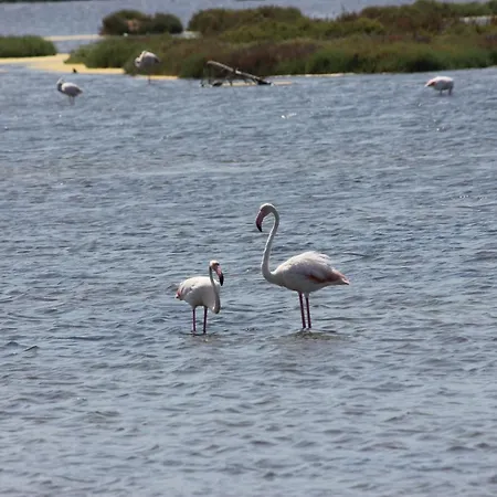 Ajo Faci A Mari Βίλα